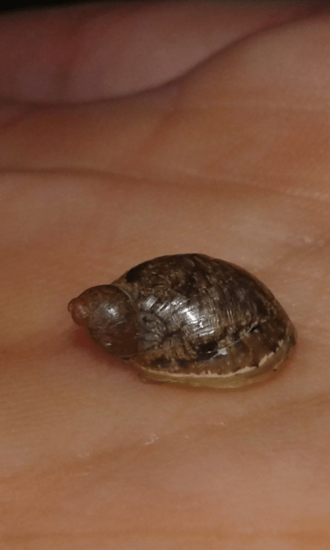 Succineidae?